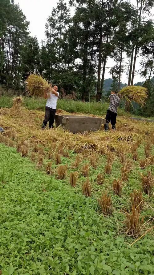 黔东南万安生态农业,水稻种植,加工,销售的记录图片
