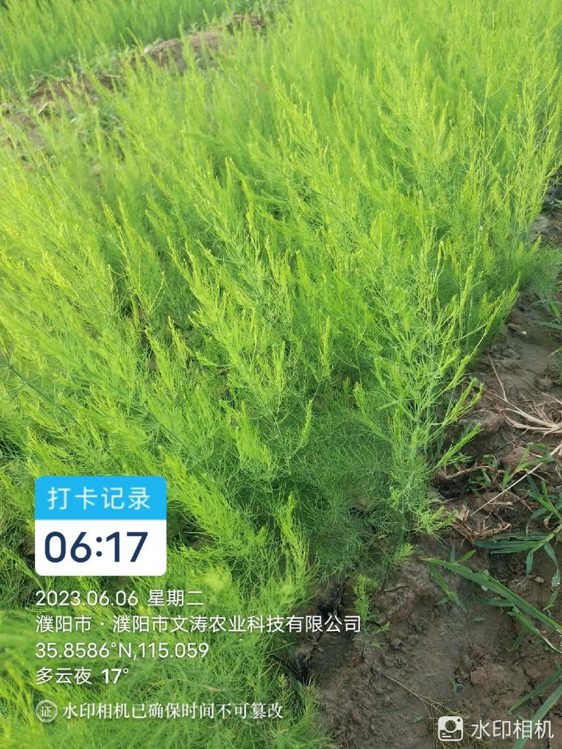 农业种植致富项目 #芦笋种植 #优质农产品原产地 #支持三 - 抖音