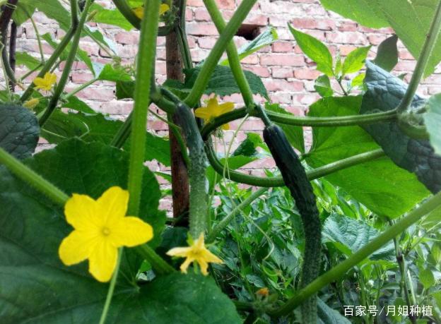 某县农业局推广蔬菜大棚种植技术