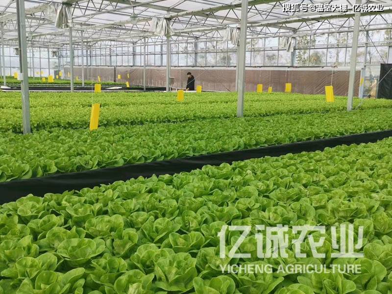 智慧连栋大棚种植,自动控温控湿#智慧农业 #大棚种植#大棚搭