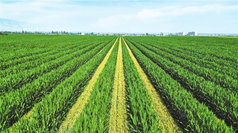 河西走廊新型多样化种植技术推动农业绿色转型_甘肃要闻_甘肃省人民政府门户