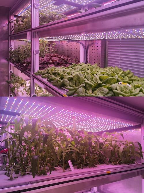 聚焦农业科技创新,托普云农助力湘湖实验室植物智工厂种出"智慧菜"